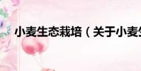 小麥生態栽培(關于小麥生態栽培簡介)
