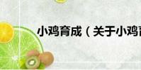 小雞育成(關于小雞育成簡介)