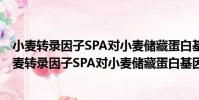 小麥轉錄因子SPA對小麥儲藏蛋白基因調控的研究(關于小麥轉錄因子SPA對小麥儲藏蛋白基因調控的研究簡介)