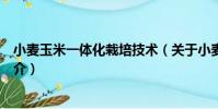 小麥玉米一體化栽培技術(關于小麥玉米一體化栽培技術簡介)