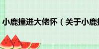 小鹿撞進大佬懷(關于小鹿撞進大佬懷簡介)