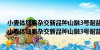 小麥體細胞雜交新品種山融3號耐鹽的功能基因研究(關于小麥體細胞雜交新品種山融3號耐鹽的功能基因研究簡介)