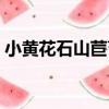 小黃花石山苣苔（關于小黃花石山苣苔簡介）