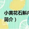 小黃花石斛戶育H1（關于小黃花石斛戶育H1簡介）