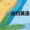 當歸黃連丸（關于當歸黃連丸介紹）
