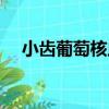 小齒葡萄核蟲（關于小齒葡萄核蟲簡介）