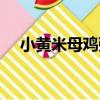 小黃米母雞粥（關于小黃米母雞粥簡介）