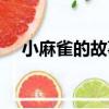 小麻雀的故事（關于小麻雀的故事簡介）