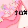 小齒黃芪（關于小齒黃芪簡介）