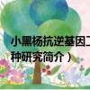 小黑楊抗逆基因工程育種研究（關于小黑楊抗逆基因工程育種研究簡介）