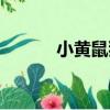 小黃鼠狼（關于小黃鼠狼簡介）