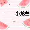小龍蘭屬（關于小龍蘭屬簡介）