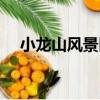 小龍山風景區（關于小龍山風景區簡介）