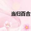 當歸百合兔（關于當歸百合兔介紹）
