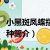 小黑斑鳳蝶指名亞種（關于小黑斑鳳蝶指名亞種簡介）