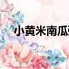小黃米南瓜粥（關于小黃米南瓜粥簡介）