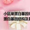 小鼠巢蛋白基因結構及其表達調控的分子機制（關于小鼠巢蛋白基因結構及其表達調控的分子機制簡介）