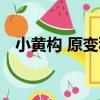 小黃構 原變種（關于小黃構 原變種簡介）