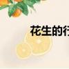 花生的行情怎么樣（花生的資料）