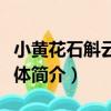 小黃花石斛云南個體（關于小黃花石斛云南個體簡介）