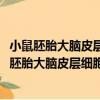 小鼠胚胎大腦皮層細胞的DNA雙鏈斷裂應答機理（關于小鼠胚胎大腦皮層細胞的DNA雙鏈斷裂應答機理簡介）