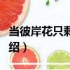當彼岸花只剩下葉（關于當彼岸花只剩下葉介紹）