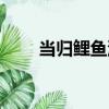 當歸鯉魚湯（關于當歸鯉魚湯介紹）