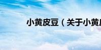 小黃皮豆(關于小黃皮豆簡介)
