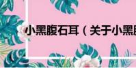 小黑腹石耳(關于小黑腹石耳簡介)