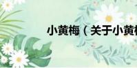 小黃梅(關于小黃梅簡介)