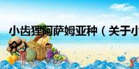 小齒貍阿薩姆亞種(關于小齒貍阿薩姆亞種簡介)