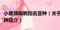 小黑領噪鹛指名亞種(關于小黑領噪鹛指名亞種簡介)