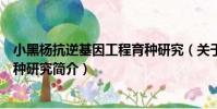小黑楊抗逆基因工程育種研究(關于小黑楊抗逆基因工程育種研究簡介)