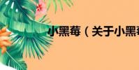 小黑莓(關于小黑莓簡介)