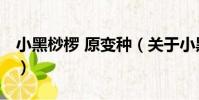 小黑桫欏 原變種(關于小黑桫欏 原變種簡介)