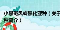 小黑斑鳳蝶黑化亞種(關于小黑斑鳳蝶黑化亞種簡介)