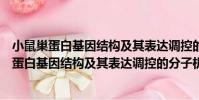小鼠巢蛋白基因結構及其表達調控的分子機制(關于小鼠巢蛋白基因結構及其表達調控的分子機制簡介)