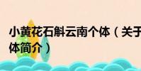 小黃花石斛云南個體(關于小黃花石斛云南個體簡介)