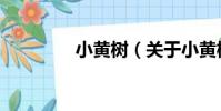 小黃樹(關于小黃樹簡介)