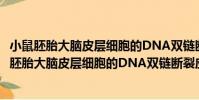 小鼠胚胎大腦皮層細胞的DNA雙鏈斷裂應答機理(關于小鼠胚胎大腦皮層細胞的DNA雙鏈斷裂應答機理簡介)