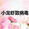 小龍蝦致病毒素（關于小龍蝦致病毒素簡介）