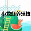 小龍蝦養殖技術（關于小龍蝦養殖技術簡介）