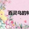 百靈鳥的特點和缺點（百靈鳥的特點）