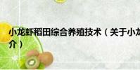 小龍蝦稻田綜合養殖技術(關于小龍蝦稻田綜合養殖技術簡介)