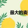 最大的麥穗魚有多大（最大的麥穗）