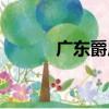 廣東爵床（關于廣東爵床介紹）