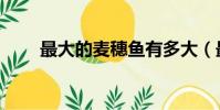 最大的麥穗魚有多大(最大的麥穗)