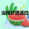 當殘夢遭遇白鴿（關于當殘夢遭遇白鴿介紹）