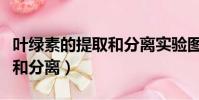 葉綠素的提取和分離實驗圖片(葉綠素的提取和分離)