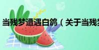 當殘夢遭遇白鴿(關于當殘夢遭遇白鴿介紹)